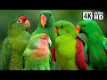 WORLD S MOST BEAUTIFUL GREEN PARROTS BREATHTAKING NATURE AMAZING BIRD SOUNDS STRESS RELIEF WORLD S MOST BEAUTIFUL GREEN PARROTS BREATHTAKING NATURE AMAZING BIRD SOUNDS STRESS RELIEF