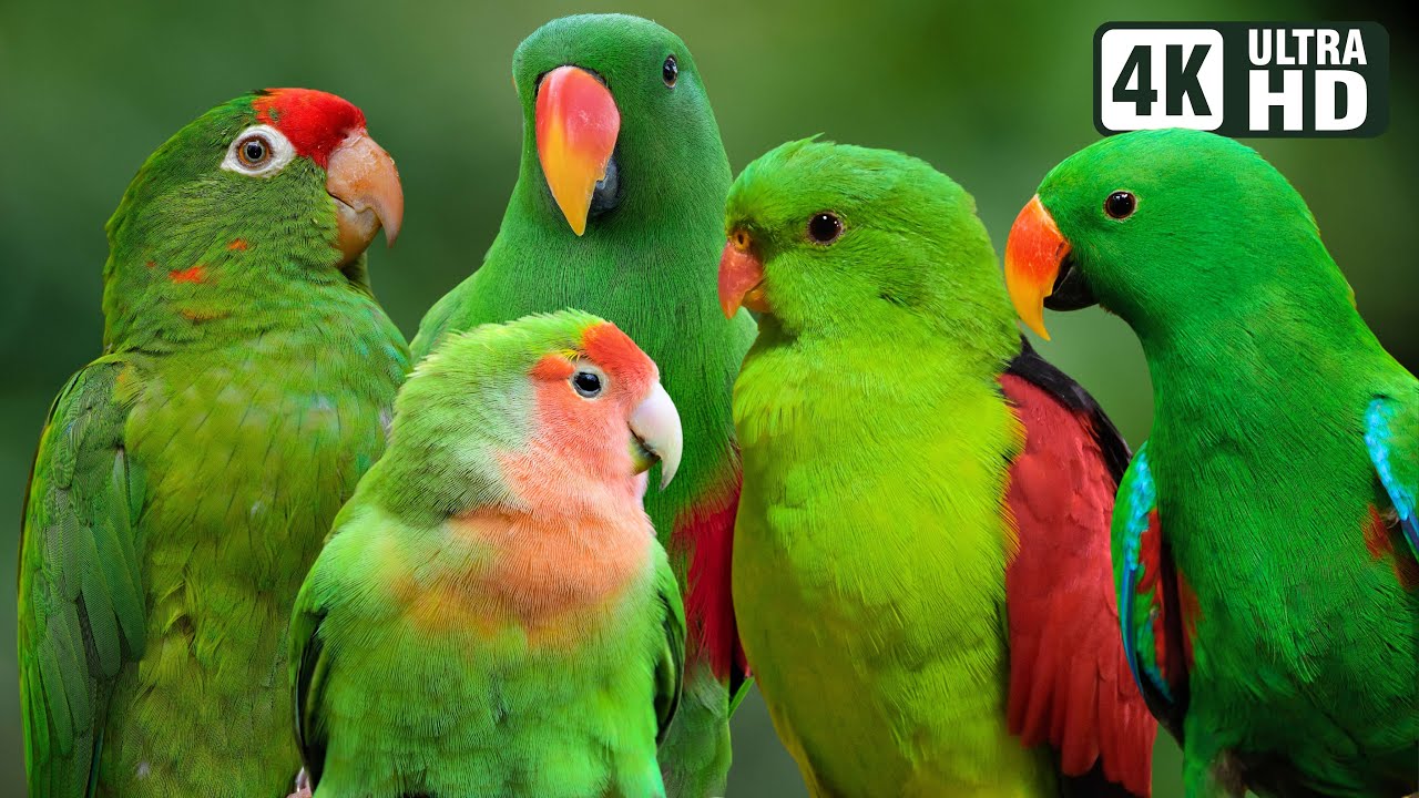WORLD'S MOST BEAUTIFUL GREEN PARROTS | BREATHTAKING NATURE | AMAZING BIRD SOUNDS | STRESS RELIEF