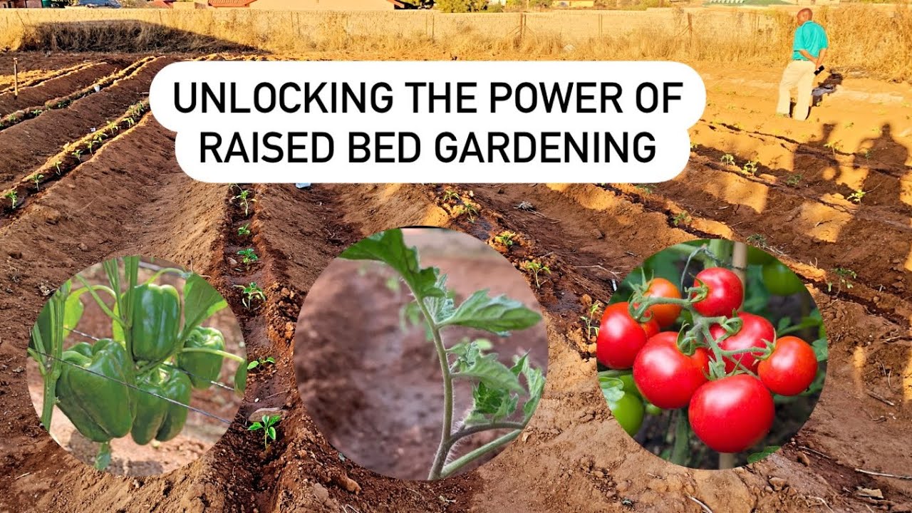 Mastering Raised Bed Gardening 🪴 How to Create Perfect raised Beds for Tomatoes and Green