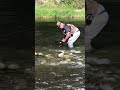 One Cast One Brown Trout on Feather River