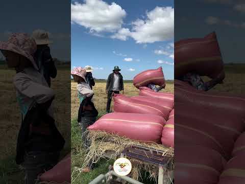 Ep387 Tractor Transporting Rice Tractorvideo Farmers Shortvideo 