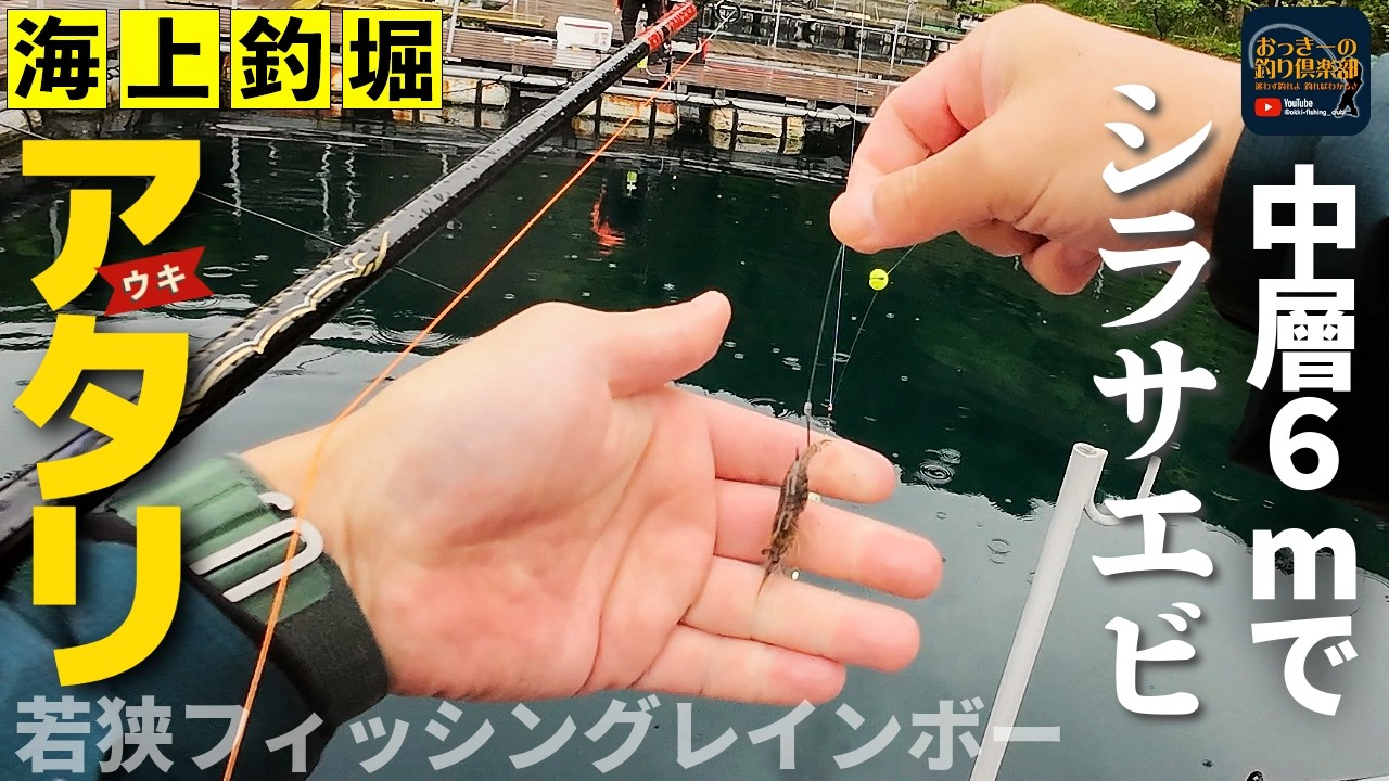 海上釣堀】シラサで浮きのアタリ見る！夕まずめはこれ一択！ - YouTube