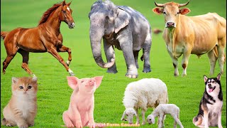 Farm Animals: Goat, Cow, Chicken, Rabbit, Duck, Buffalo, Dog, Sheep – Animal Sounds screenshot 2