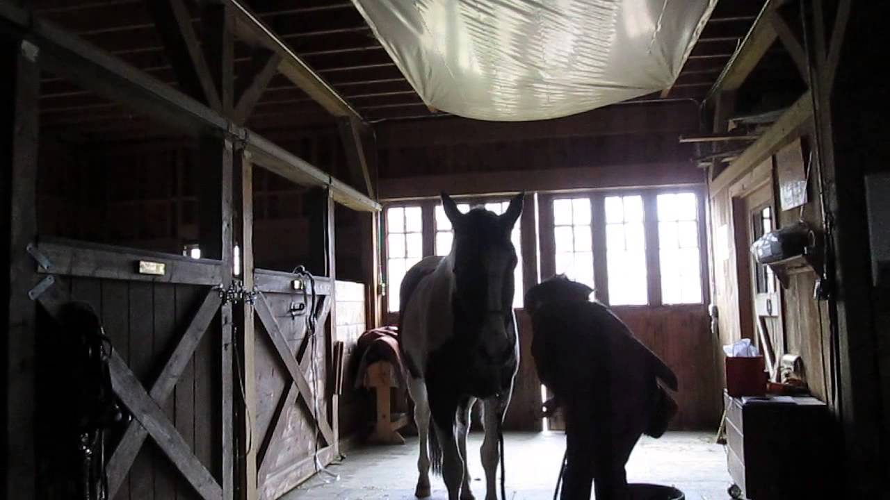 Soaking a horse's feet for first time. YouTube