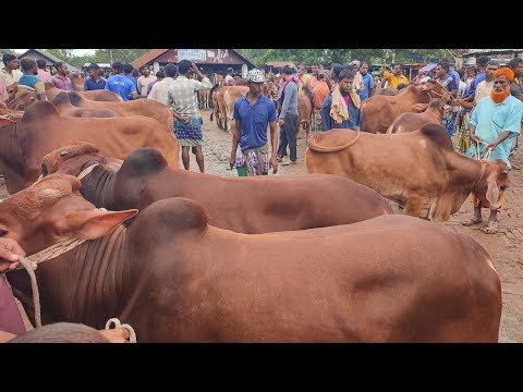 আজ ১৮ ডিসেম্বর | খামার উপযোগী শাহিওয়াল ষাঁড় গরুর  দাম | আমবাড়ী হাট