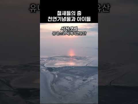 하늘이 움직인다… 철새 수만 마리의 군무 🕺💃