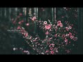 GalaxyTones - Blossom