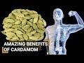 Health benefits of elaichi cardamom