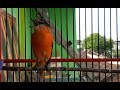 Masteran Mantenan Merah Nembak Panjang Rapet Cocok Untuk Pancingan Mantenan Bakalan Mp3 - Mp4 Download