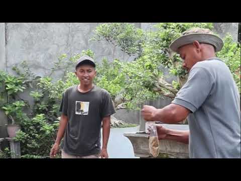 14:18 14:18 Now playing, proses kimeng pakai pot baru 14:18 14:18 Now playing, proses kimeng pakai pot baru