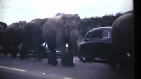 Elephant walk