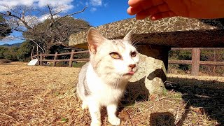 ベンチの下に野良猫がいたので近づいてナデナデしたら懐いて擦り寄ってきた