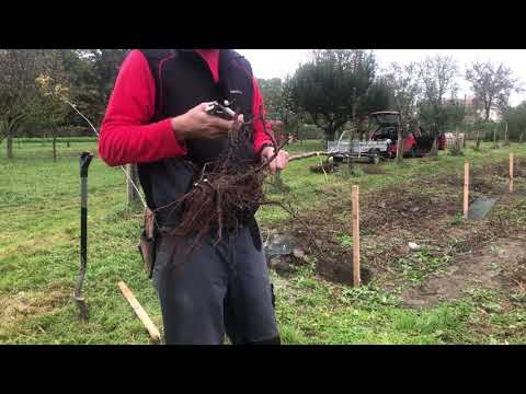 Video: Výsadba Sloupovité Jabloně (25 Fotografií): Na Podzim A Na Jaře. Jak Je Správně Zasadit A Na Jakou Vzdálenost? Schémata. Kdy Je Nejlepší čas Zasadit Sazenice V Moskevské Oblasti?