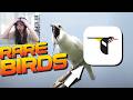 How a Rare Birds App Took Over My ENTIRE LIFE... journee reacts to "Birds in a Nutshell" by Joeseppi