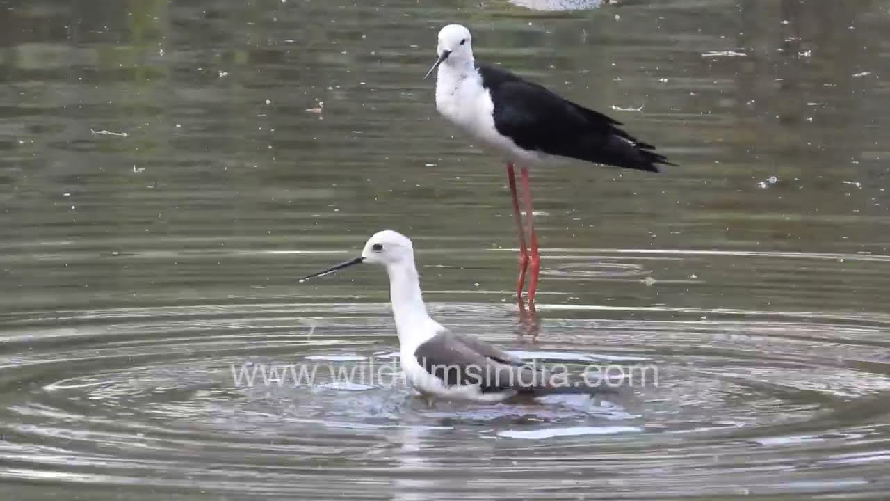 Black-winged Stilts Feeding in shallow water Wetland Wildlife Scene