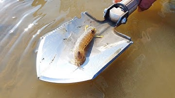 Đi bắt tôm tích tại biển Vũng Tàu - Bãi biển Đồi Nhái (Catching Mantis Shrimps at Vungtau Beach)
