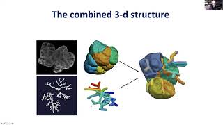 James Sneyd and David Yule - Saliva Secretion in Living Animals: Experiments and Models