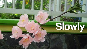 ABC TV | How To Make Cherry Blossom with crepe paper (Slowly)- Craft Tutorial