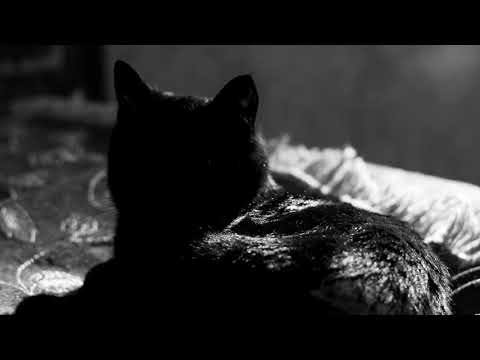 Видео: Трейлер (Люди как животные, 2018) - вся информация о фильме на FilmNavi.ru