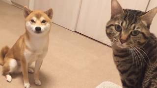 ♥Cute Dogs and Cats Compilation 2018♥ 15 by Dog - Puppies, Terrier, Poodle, Rottweiler, Pug 583 views 6 years ago 5 minutes, 22 seconds