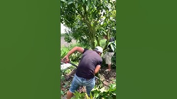 Giao lưu xoài cát Hòa Lộc #0988166558