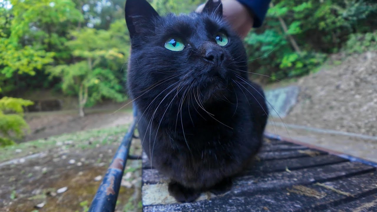 This Black Cat in a Mountain Rest Spot Heals Everyone Who Visits