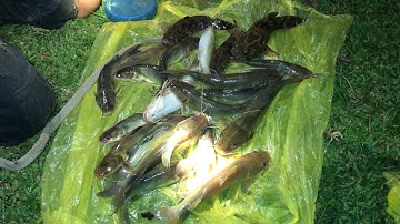 Cắm Câu Đêm Dính Toàn Cá Lăng | fishing for a living 139