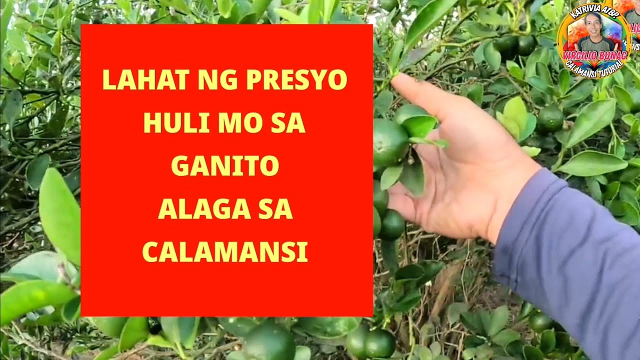 SIKRETO KO KUNG BAKIT MABUNGA ANG CALAMANSI ALAGA NATIN