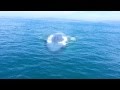 Close Encounter With Blue Whale At Dana Point