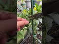 #SpecialtyVegetableGrowth #HomeGrownPotledChiliPeppers #HighQualityFarmVegetableSeeds