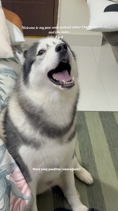 Shiro Swaraagalu - Episode 1 || Siberian Husky #huskylife