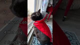 Costume Parade: Cats and Dogs Dress Up! #cats #dogs #petcostumes #petfashion #cutepets