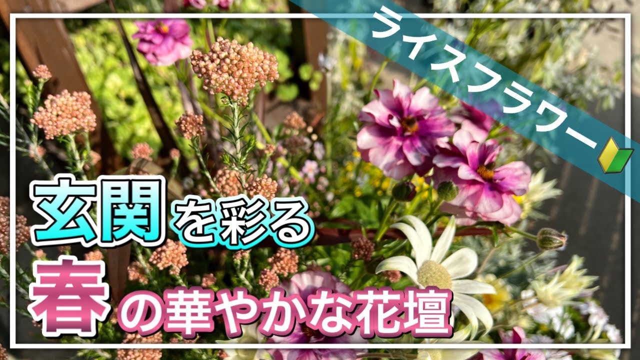 ライスフラワーを使ってボリューミーな春の花壇を作ってみた 花壇 Youtube ライスフラワーを使ってボリューミーな春の花壇を作ってみた 花壇 Youtube