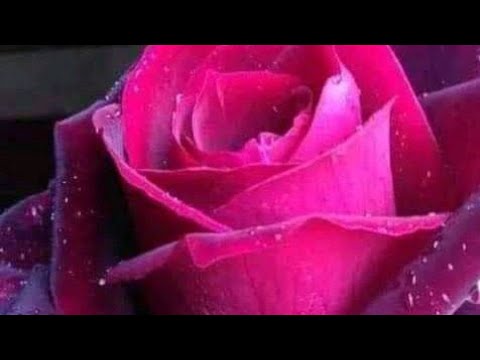 القلوب الجميله مثل الذهب لاتصده