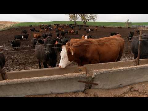 USDA Heifer Retention Plan Targets 75-Year-Low U.S. Cattle Herd