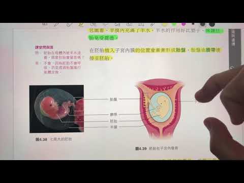 科學4.3c胚胎發育1