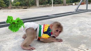 Monkey SinSin Has Poop Pain And Goes To The Potty Without Dad's Help