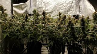 DAY 57F (STILL GOT SOME OOMPH) 🌵💨 @NUGGY-420-A.D.E.D @educationwiththegrowboss6586 @hempwithgg