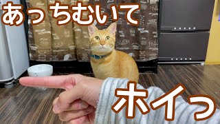 子猫とあっち向いてホイをしたら強過ぎて勝てません…