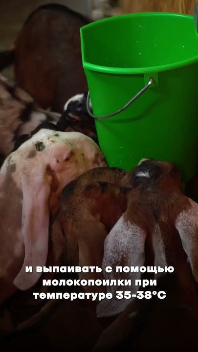 ЗЦМ Биолактис 25, Оптимальный для козлят и ягнят - YouTube
