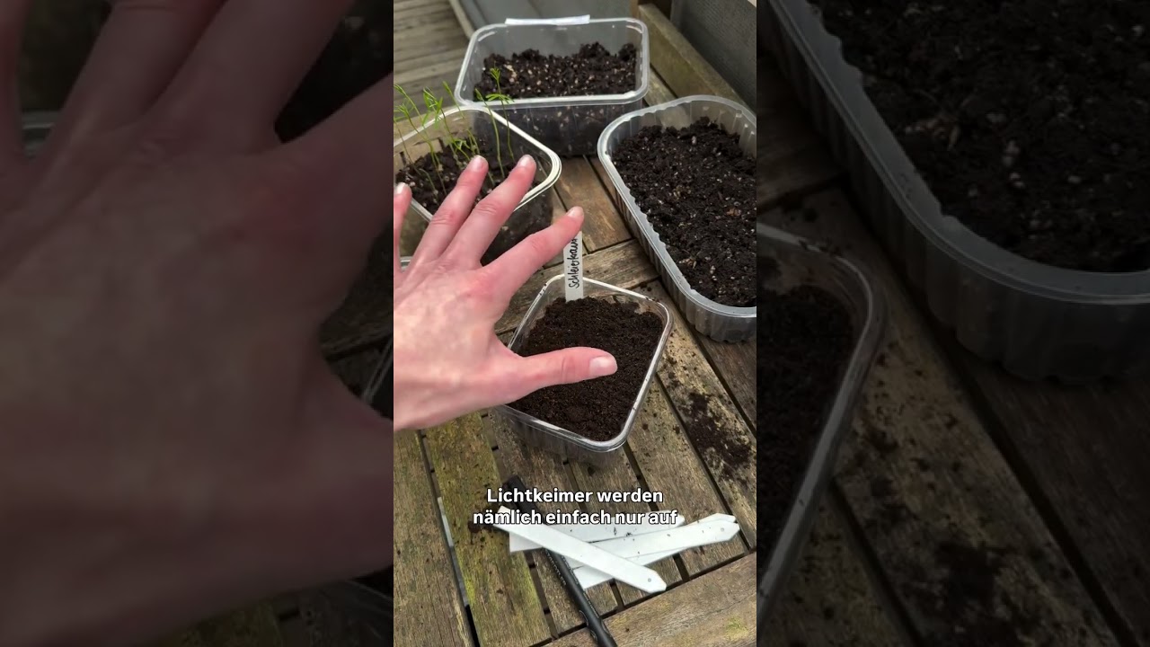 Anzucht ohne Schimmel 🌱 Stark dank Bodenmikrobiologie 