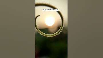 Power of an external macro lens ☀️ | Adcom macro lens | #shorts #shotwithadcom