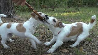 2 dogs play with a stick / Funny DOG jack russell terrier / funny puppy by Hilda 1,601 views 2 years ago 3 minutes, 54 seconds