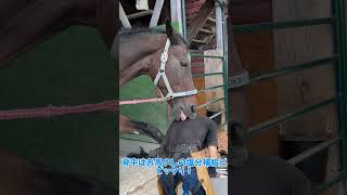 お馬さんに完全に舐められちゃってます - YouTube