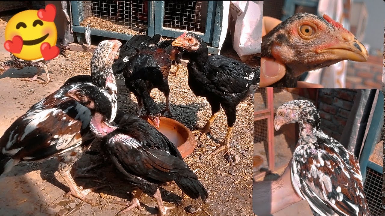 MashaAllah lassani ke chuzo🥰❤️