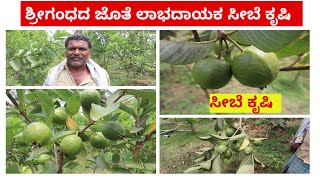 ಶ್ರೀಗಂಧದ ಜೊತೆ ಲಾಭದಾಯಕ ಸೀಬೆ ಕೃಷಿ-Guava Farming Plants By Beeagrotech Nursery-ಬಿಅಗ್ರೋಟೆಕ್ ನರ್ಸರಿ