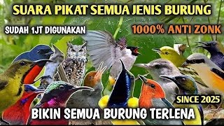 Suara Pikat Burcil Ribut Viral 2025 || Suara Pikat Sogon || Suara Pikat Ampuh Anti Zonk Terbaru