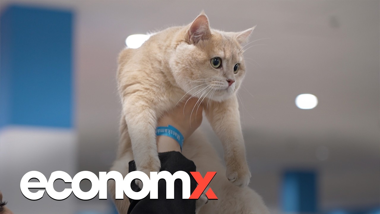 200.000ft csak a „macskarezsi