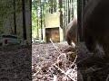 Young mountain lion rescued, released into Santa Cruz Mountains