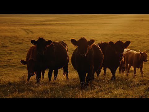 Provenance Is Everything - Farmison & Co TV - video from Farmison